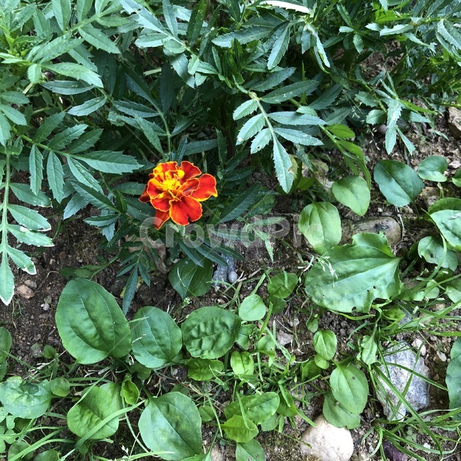 꽃,식물,자연,빨강,노랑,초록,flower,plants,nature,red,yellow,green,hana,shokubutsu,aka,kiiro,midori,식물,자연,plants,nature,꽃,flower