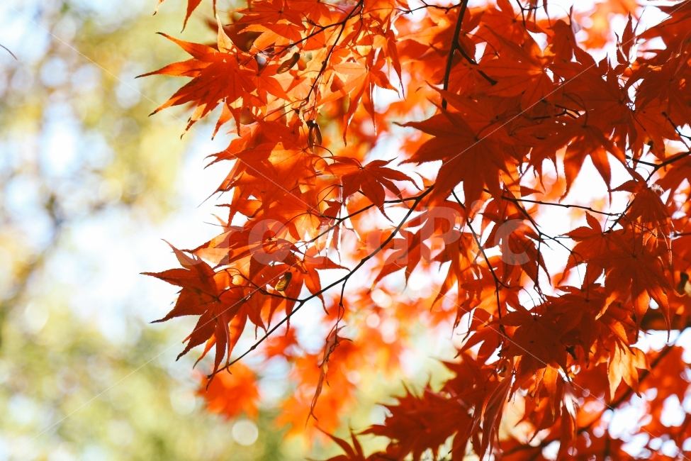 가을,단풍,볽은색,빨간색,감성사진,계절,autumn,fall,가을,계절,fall,autumn,season,식물,자연,plants,nature,감성,sensible,feeling,leaf,잎,plant,tree,나무,maple