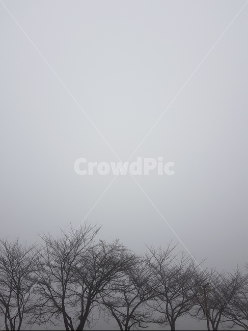 nature,자연,weather,날씨,안개,fog,겨울,winter,겨울,계절,winter,season