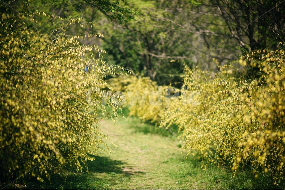황매화,꽃,자연,식물,야생화,자연,풍경,nature,landscape,plant