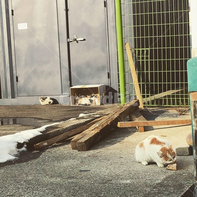 고양이,야옹이,집사,고양이가족,컨테이너,창고,동물,animal,포유류,mammal,고양이,cat,kitten,kitty