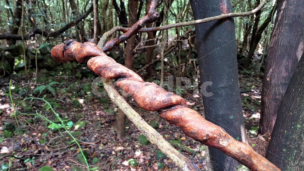 나무,기묘한나무,branch,tree,덩쿨가지,nature,자연