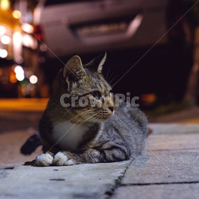 길거리,고양이,근접,저녁,동물,동물,animal,포유류,mammal,고양이,cat,kitten,kitty