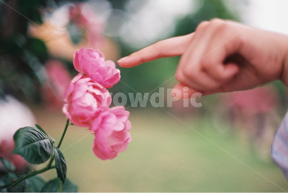 장미,꽃,장미축제,안양,서울공원,감성,감성사진,필름,필름사진,flower,rose,leaf,film,분홍,분홍장미,pink,아웃포커싱