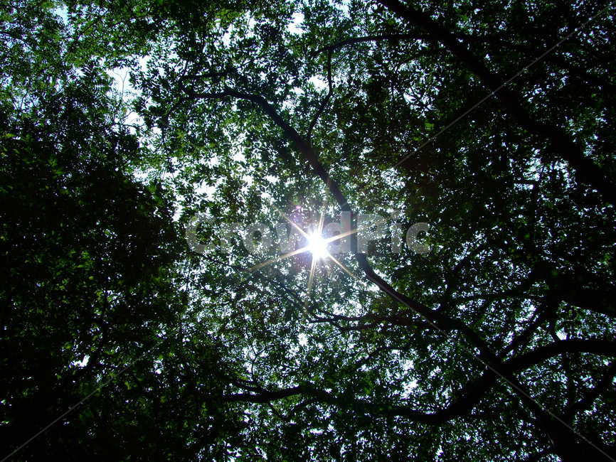 하늘,숲,햇빛,나무,여름,여름,계절,summer,season,자연,풍경,nature,landscape,flare,플레어,light,빛