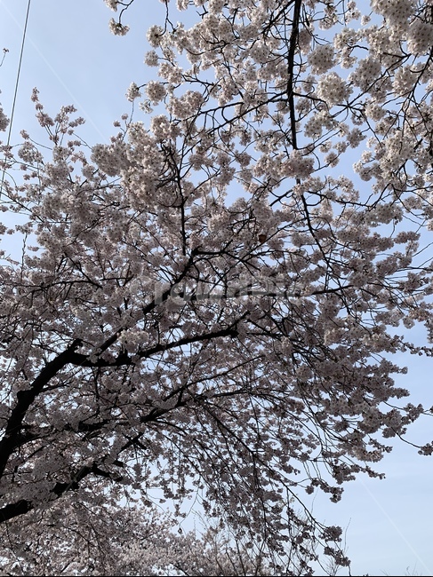 하늘,벚꽃,봄,꽃,로맨틱,식물,자연,plants,nature,꽃,flower