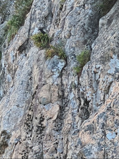 Cliff,mountain,cliff crevice,Crow,birds nest,nest