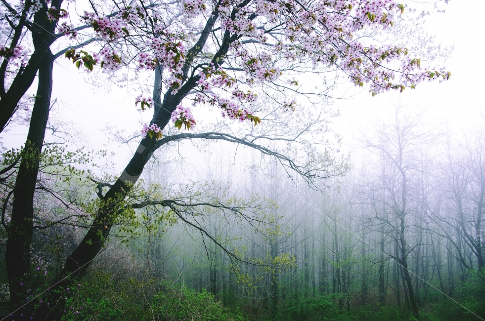 숲,안개,아침,나무,자연,봄꽃,자연,풍경,nature,landscape,봄,계절,spring,season,휴식,힐링,rest,relaxation,healing,식물,plants,꽃,flower,plant