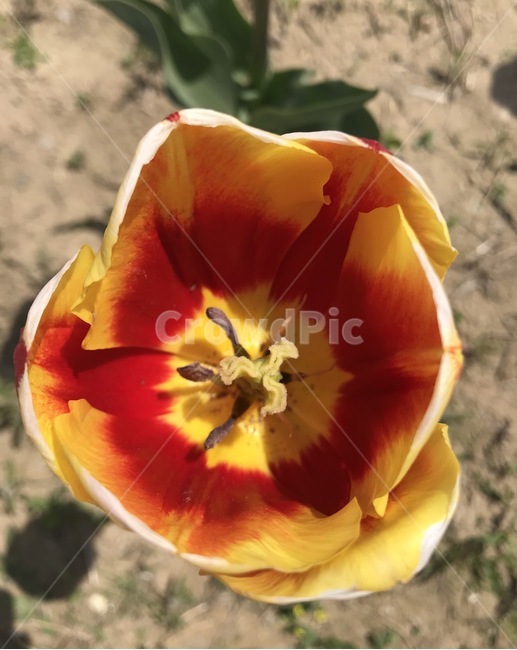 flower,자연,플라워,식물,꽃,식물,자연,plants,nature,꽃,flower