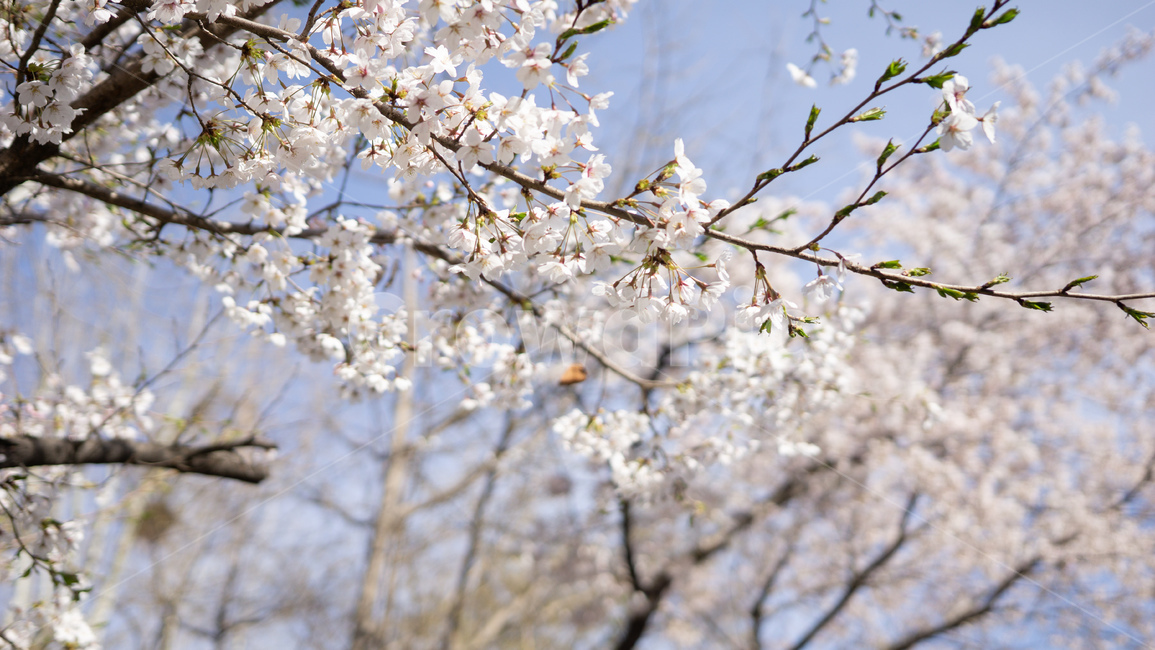 봄,벚꽃,하늘,분홍,cherryblossom,봄,계절,spring,season,plant,식물,blossom,꽃,flower