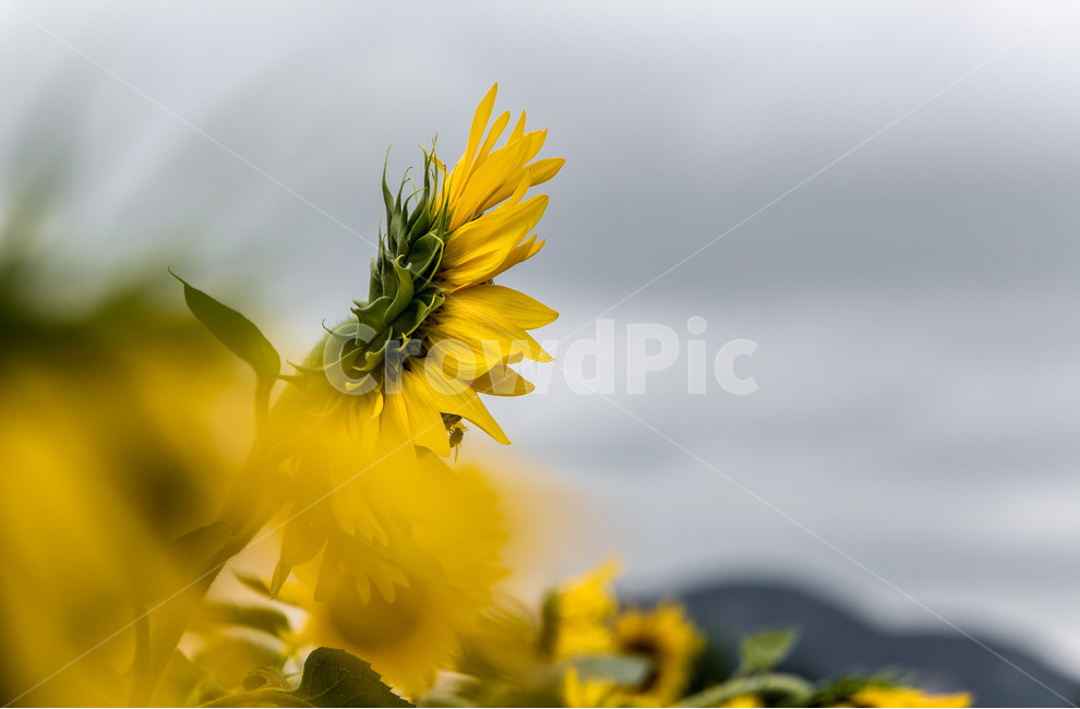 해바라기,열정,바람,자연,노랑,문양,식물,자연,plants,nature,꽃,flower