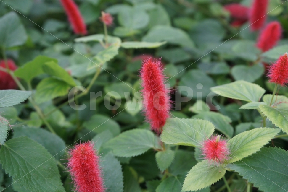 꽃,플라워,가을꽃,바람에날리는꽃,꽃사진,느낌사진,감성사진,식물,자연,plants,nature,꽃,flower