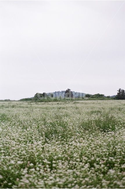 식물,풍경,자연,메밀꽃,꽃,자연,풍경,nature,landscape,field,들,grassland,목초지,outdoors,옥외