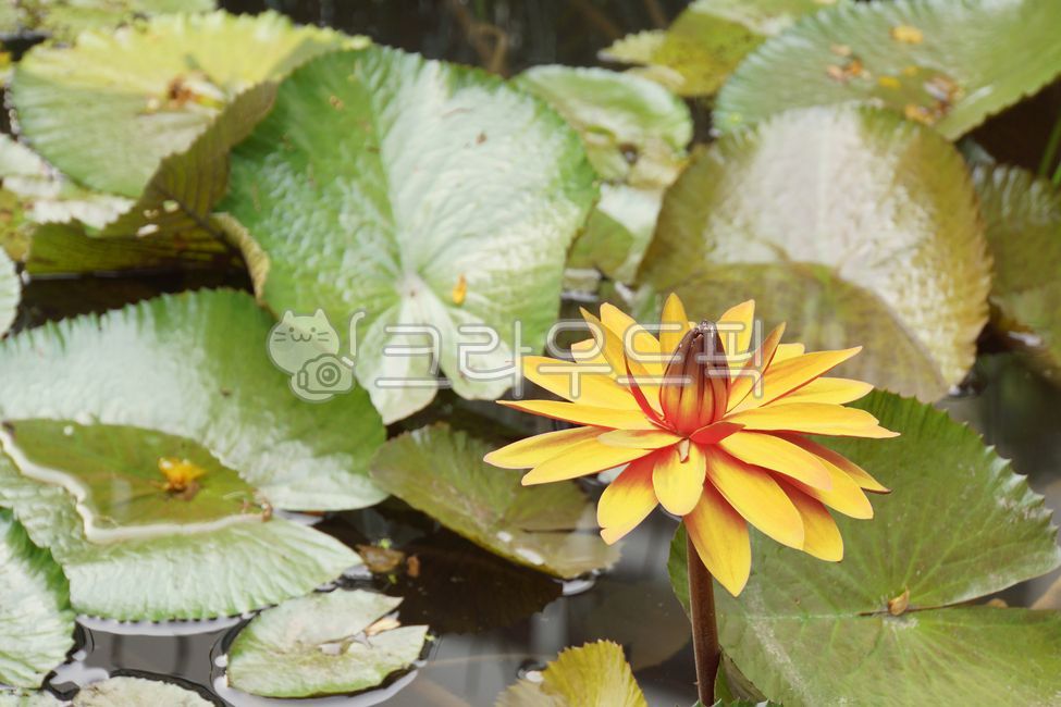 연,연꽃,수련,열대연,열대식물,수생식물,lotus,lotusflower