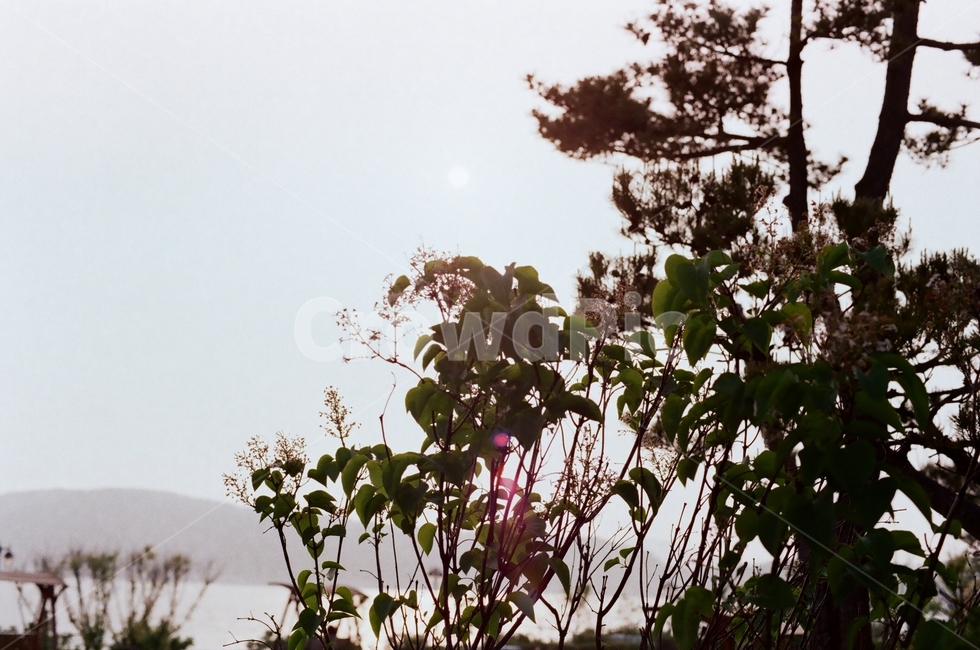 나무,자연,꽃,햇빛,해,하늘,풍경,필름,film,필름카메라