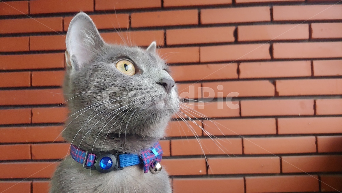 고양이,동물,cat,pet,animal,러시안블루,회색,gray,애완동물,벽돌,brick