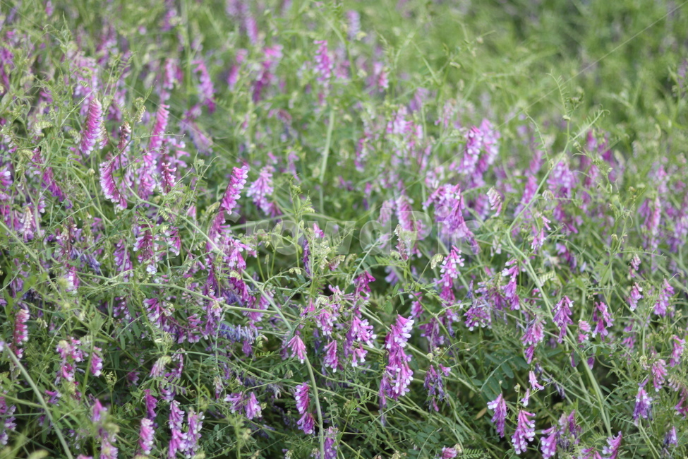 가는등갈퀴,보라색꽃,길가,연두잎,5월,낮,식물,자연,plants,nature,꽃,flower