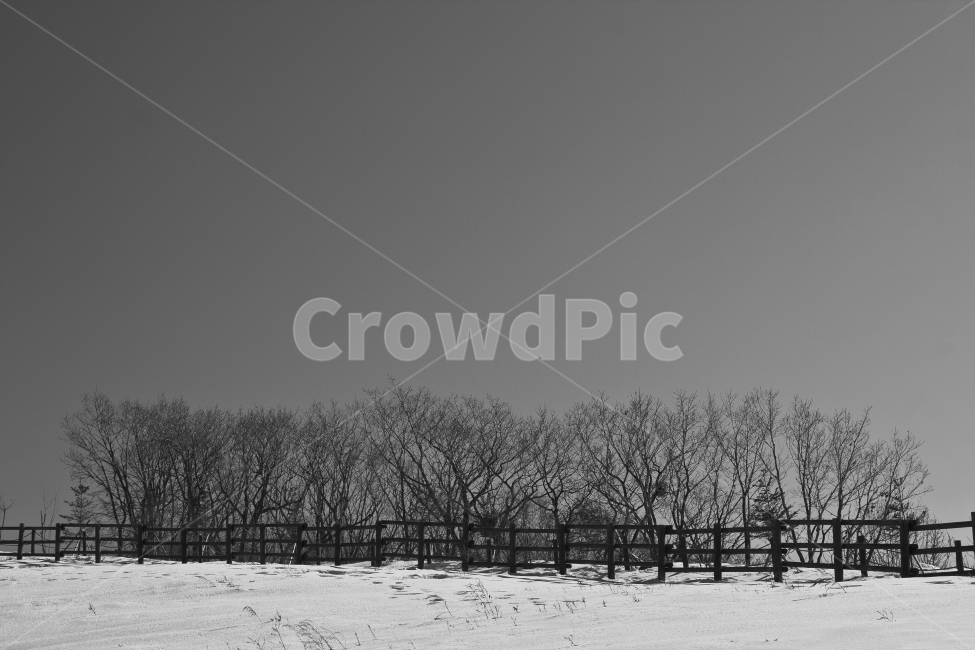 풍경,자연,나무,눈,대관령,landscape,겨울,계절,winter,season,자연,풍경,nature,landscape,흑백,모노톤,monochrome,black and white,outdoors,옥외
