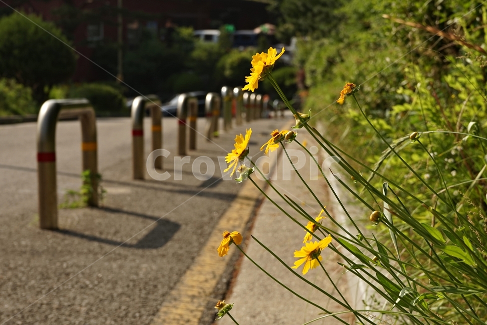 금계국,큰금계국,coreopsis,노랑,따뜻함,yellow,nature,flower,bloom,warm,여러해살이풀,gardening,관상용,beautiful,plant,식물,자연,plants,nature,꽃,flower