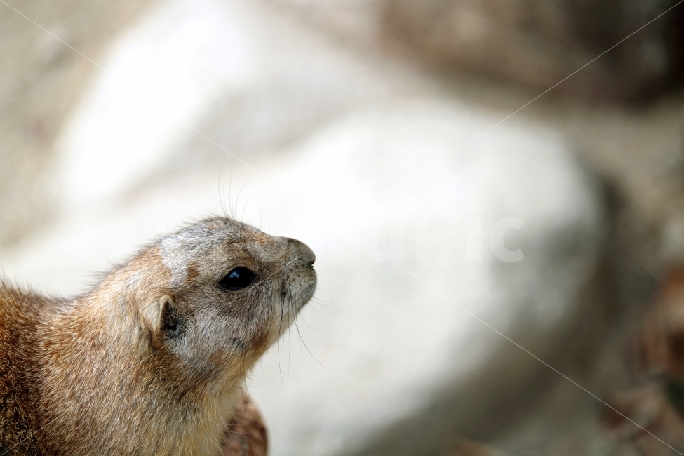 동물,동물원,포유류,프레리독,가을,동물,animal,포유류,mammal
