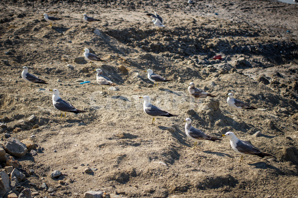 동물,새,갈매기,해변,bird,animal,seagull,풍경,landscape,동물,animal,조류,새,birds