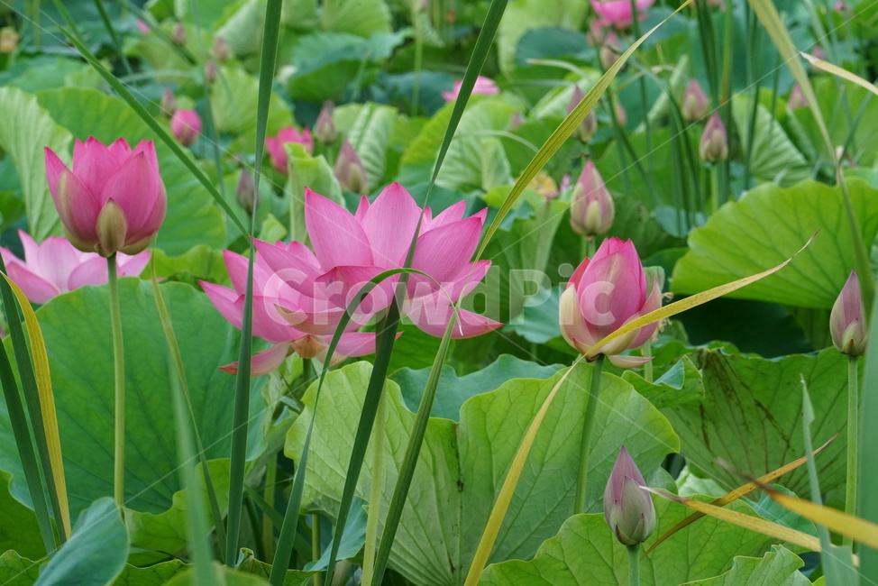 연꽃,련꽃,수초,식물,lotus,담수초,수중식물,수련과