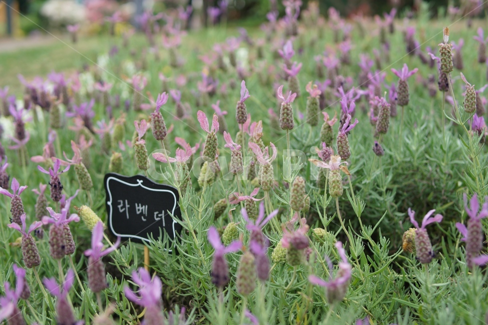 꽃,라벤더,꽃망울,식물,자연,식물,자연,plants,nature
