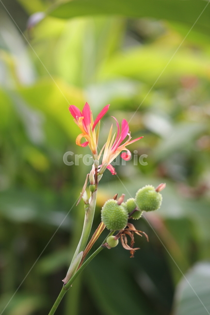 꽃,자연,봄,가을,nature,flower,green,pink,식물,자연,plants,nature,꽃,flower