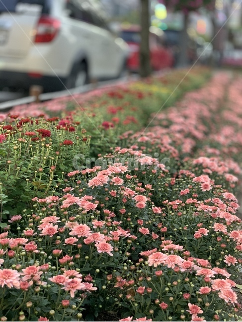 꽃,국화,소국,국화축제,가을꽃,가을,식물,flowers,festival,식물,자연,plants,nature,꽃,flower