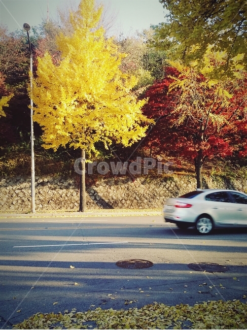 가을,단풍,노랑,은행잎,낙엽