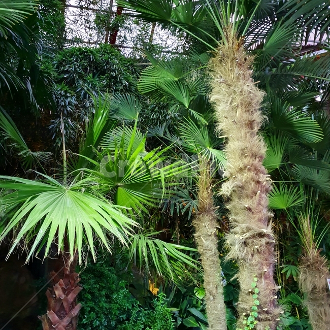 plant,식물,tree,나무,vegetation,초목,palmtree,야자수,arecaceae,식물원,자연,공기,공기전환,미세먼지,정화,초록,식물,자연,plants,nature