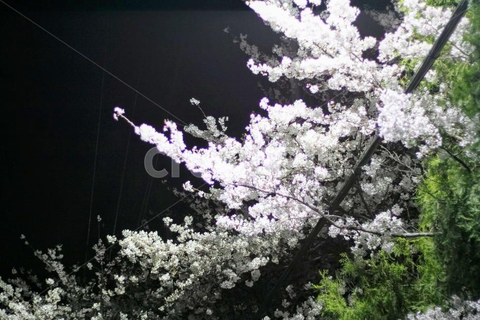 벚꽃,봄,풍성함,눈꽃,밤에핀벚꽃,가로등과벚꽃,봄,계절,spring,season,야경,밤,풍경,nightscape,night,landscape,plant,식물,blossom,꽃,flower