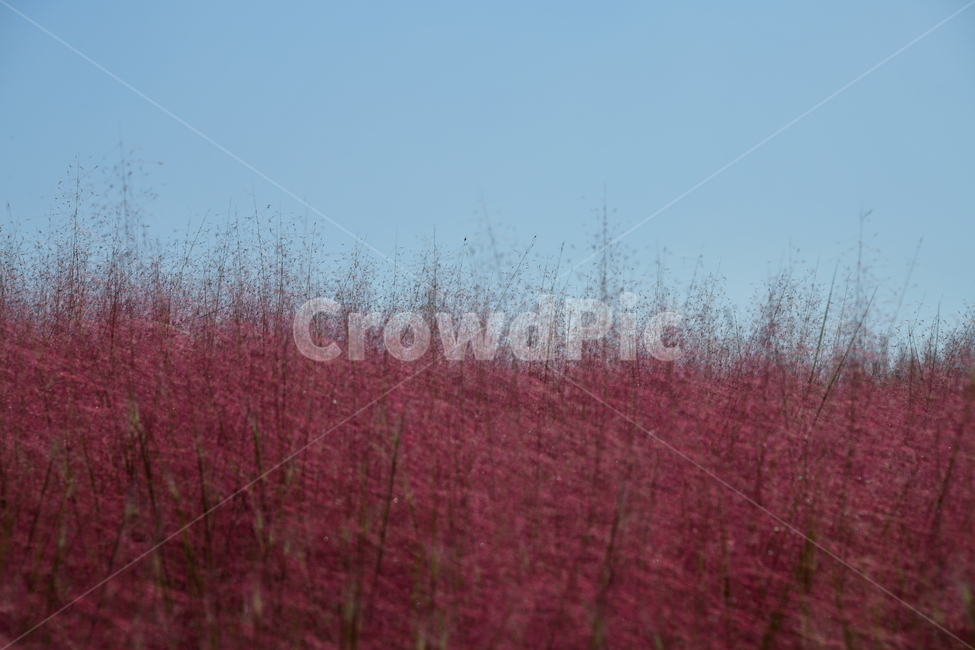갈대,붉은갈대,핑크뮬리,가을,핑크,분홍,가을,계절,fall,autumn,season,식물,자연,plants,nature