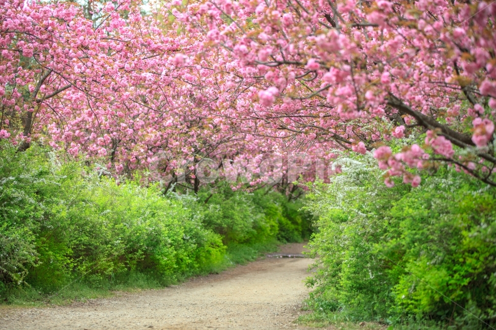 봄,꽃,꽃길,겹벚꽃,꽃터널,그린,핑크,화사함,풍경,식물,자연,nature,계절,spring,아침,사람없음,아름다운길,데이트,고해상,사진,백그라운드,배경,배경화면,한국,랜드마크,국내,경치,여백,맑음,상쾌,아웃포커스,봄,계절,spring,season,자연,풍경,nature,landscape,식물,plants,꽃,flower,plant