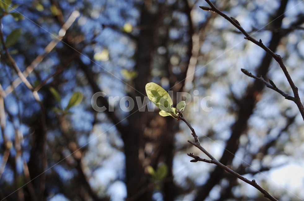plant,식물,tree,나무,leaf,잎,가지,나뭇가지,새싹,봄,spring,bud