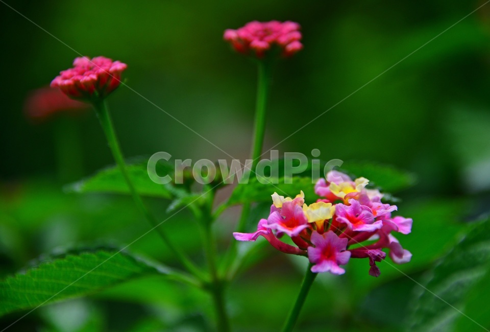 plant,식물,blossom,flower,꽃,leaf,잎,란타나