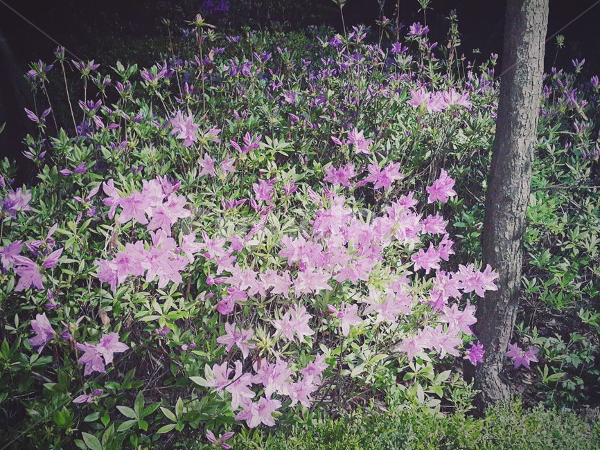 꽃,자연,풍경,철쭉,공원,풀,분홍색,분홍꽃,밤,식물,자연,plants,nature,꽃,flower