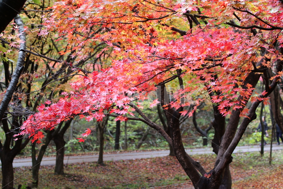 단풍나무,가을,내장산국립공원단품,단풍,나무,가을,계절,fall,autumn,season,tree,plant,식물,leaf,잎