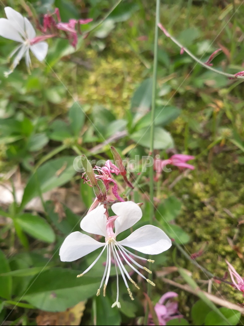바늘꽃,흰꽃,꽃,식물,blossom,식물,자연,plants,nature,꽃,flower