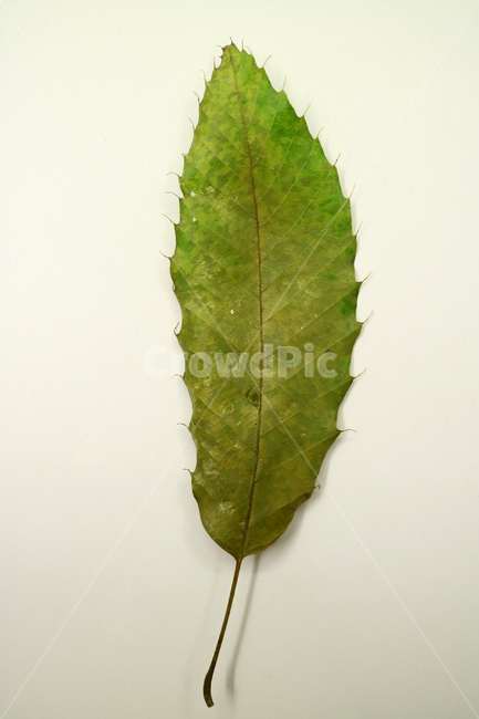 낙엽,가을,나뭇잎,잎,잎사귀,계절,식물,자연,낙엽잎,fallenleaves,deadleaves,오브젝트,누끼,가을낙엽,가을,계절,fall,autumn,season,leaf,plant,veins,정맥