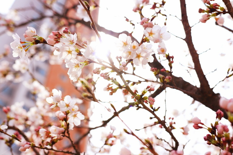 꽃,벚꽃,봄,봄꽃,꽃배경,봄배경,빛,봄,계절,spring,season,꽃,flower,plant,식물,cherry blossom,blossom