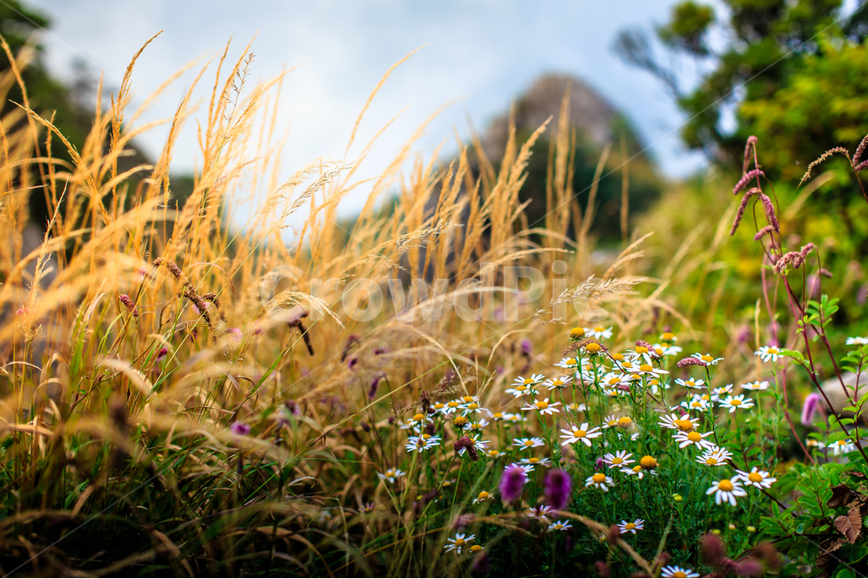 야생화,쑥부쟁이,가을,지리산,숲,식물,자연,plants,nature,꽃,flower