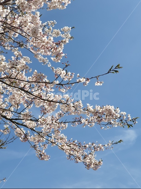 plant,식물,flower,blossom,꽃,봄,계절,spring,season