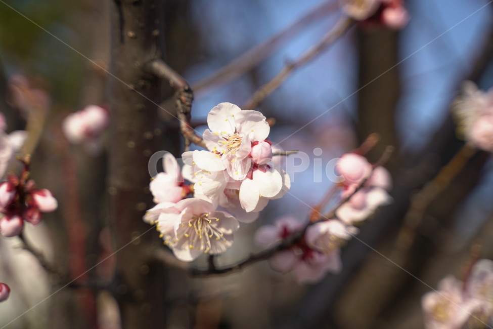 벚꽃,봄,매화,cherryblossom,flower,봄,계절,spring,season