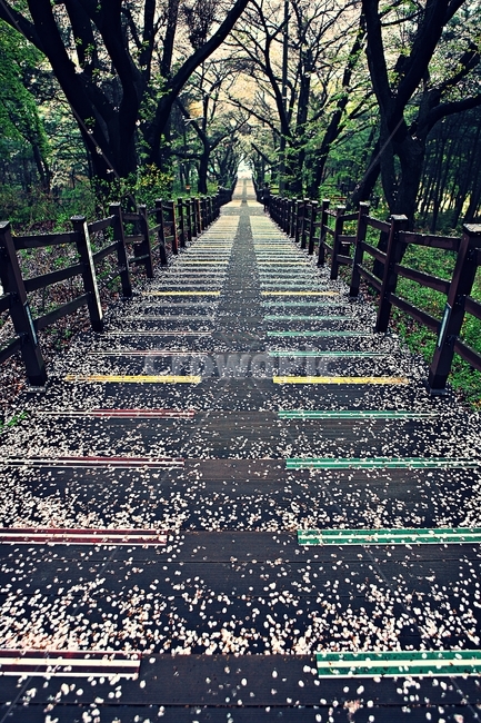 벗꽃길,길,꽃,꽃잎,풍경,자연,배경,봄,계절,spring,season,자연,풍경,nature,landscape,꽃,flower,건축물,건물외관,exterior,building,structure,architecture,construction,handrail,난간,banister