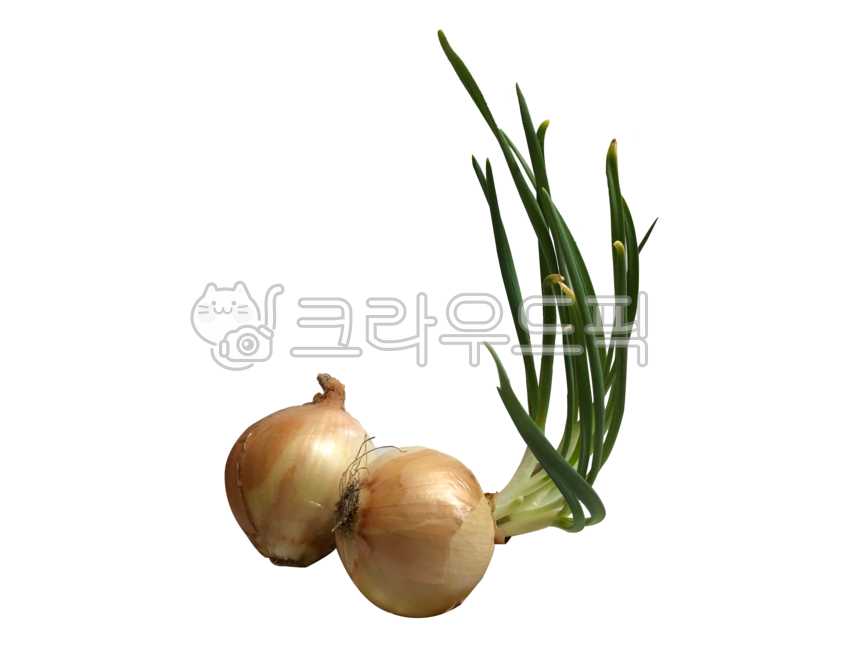 양파,다마네기,싹튼,새싹,껍질,파,누끼,배경,투명배경,야채,식재료,요리,먹거리,채소,음식,식물,자연,onion,damnegi,sprouted,skin,greenonion,background,transparentbackground,ingredients,cooking,vegetables,food,plants,nature