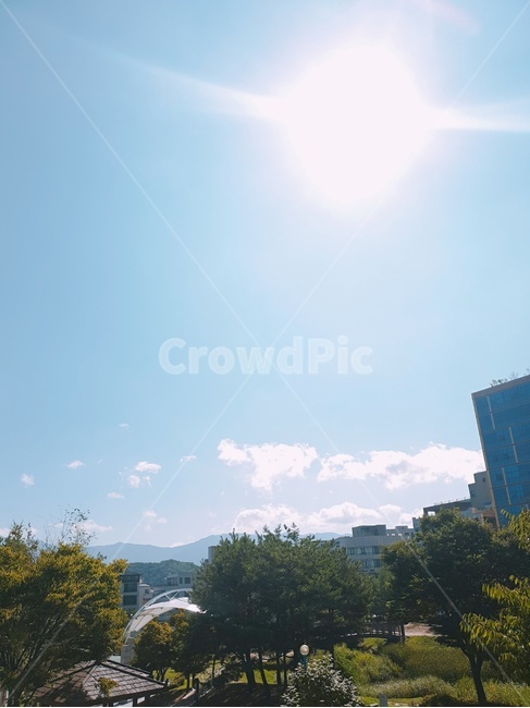 하늘,해,푸른하늘,공원,태양,나무,구름없는하늘,햇빛