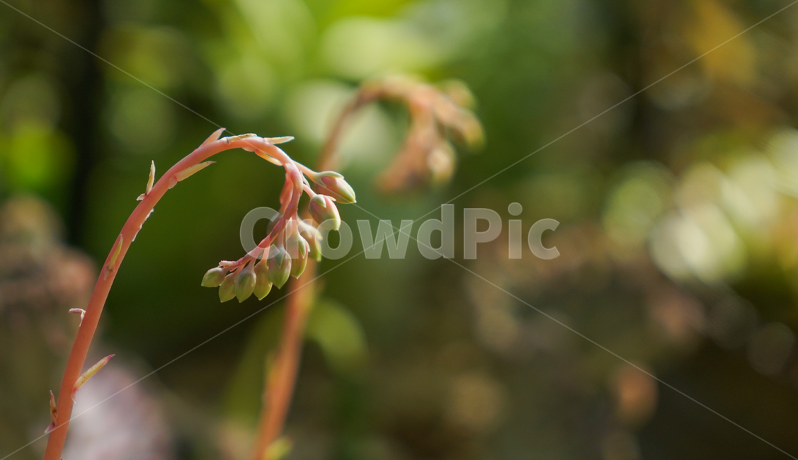 봄,봄꽃,계절,감성,식물,화초,자연,식물,자연,plants,nature,꽃,flower