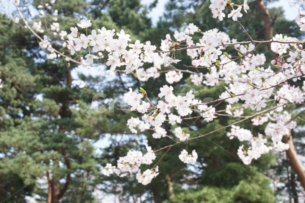 봄,계절,벚꽃,자연,핑크,분홍,봄,계절,spring,season,식물,자연,plants,nature,꽃,flower,plant,blossom