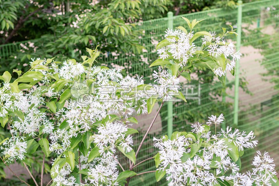 봄,이팝나무,이팝나무꽃,흰색,꽃,꽃잎,초록색,잎,이팝나무속,물푸레나무과,넓은잎큰키나무,식물,자연,야외,따뜻한,햇살,Chionanthusretusus,Chinesefringetree,Oleaceae,ornamentaltree,fringetrees,Chionanthus,spring,white,flower,petal,green,leaves,plants,nature,outdoor,warm,sunshine